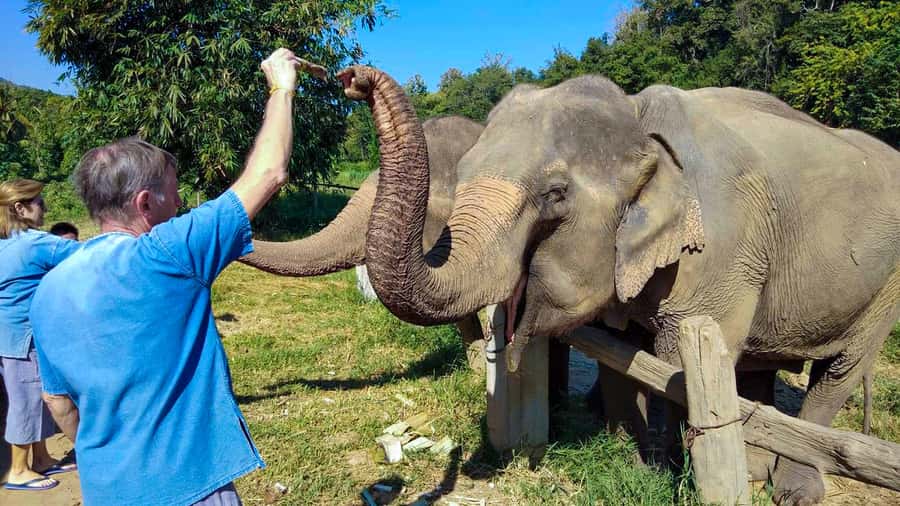 Chiang Mai: Elephant Sanctuary Guided Tour in Spanish - Pad Thai lunch and seasonal fruit: the part that keeps you energized