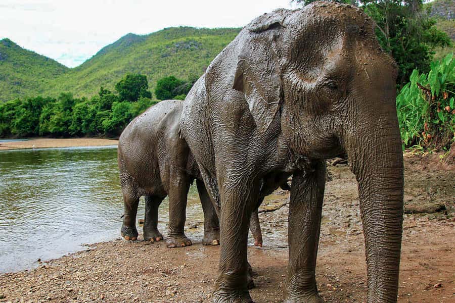 Chiang Mai: Elephant Sanctuary Guided Tour in Spanish - Price and what you truly get for $109