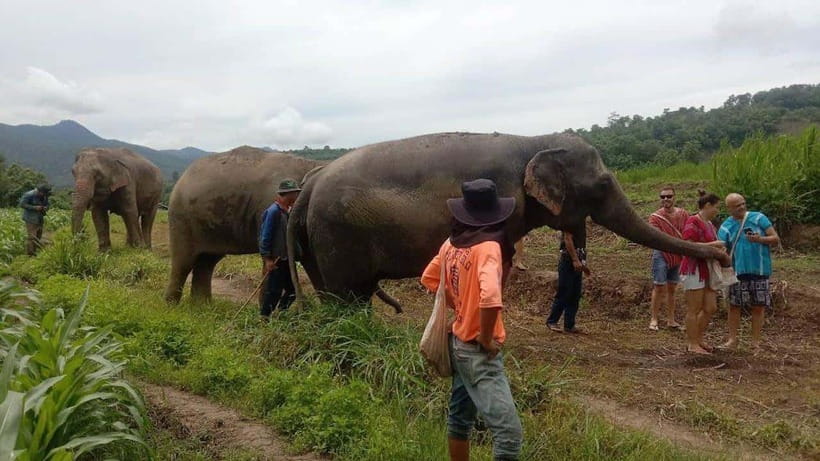 Chiang Mai: Elephant Sanctuary Local Hill Tribe Caretakers - Getting to the Camp: Pickup Timing and How to Start Smooth