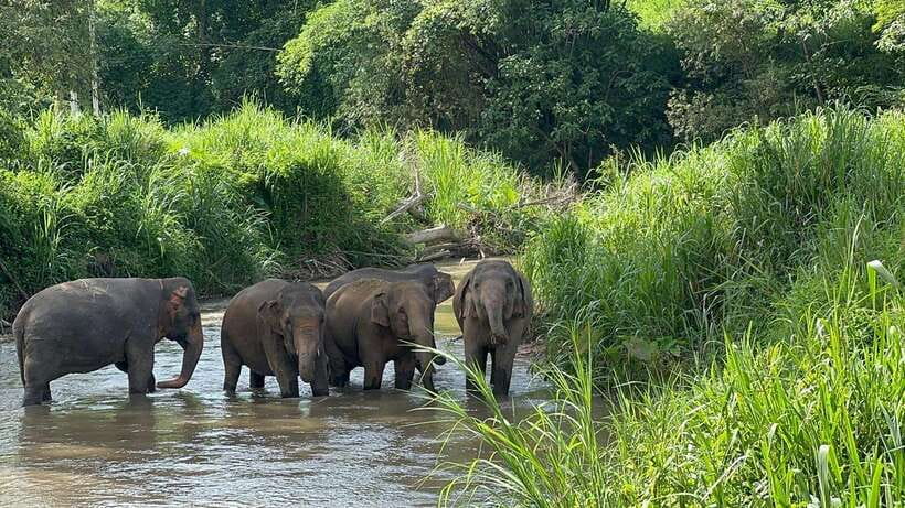 Chiang Mai: Elephant Sanctuary, Monk Trail & Doi Suthep Tour - Monk Trail hiking: calm steps, muddy surprises, and photo time