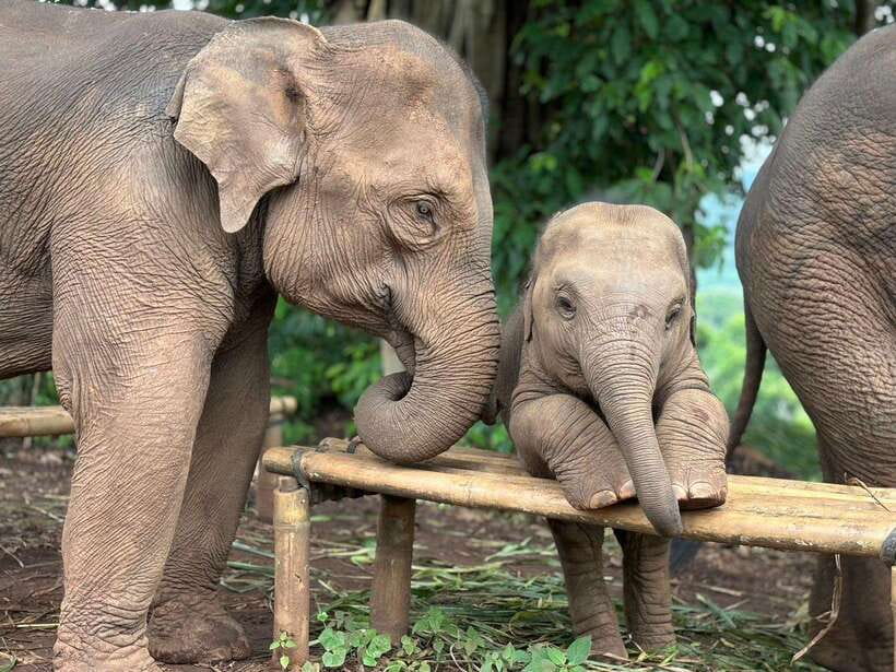 Chiang Mai: Elephant Sanctuary, Waterfall & Bamboo Rafting - Why This Day Feels Ethical Instead of Performative