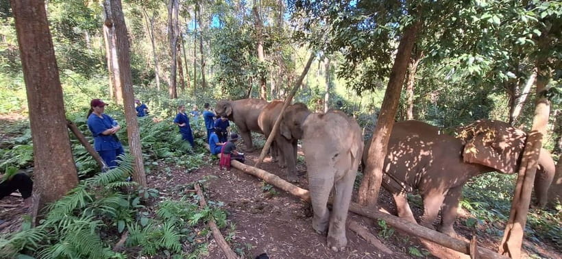Chiang Mai: Elephants, Waterfall, and White Water Rafting - Thai Lunch After the Elephant Walk: Fuel Without Dragging the Day