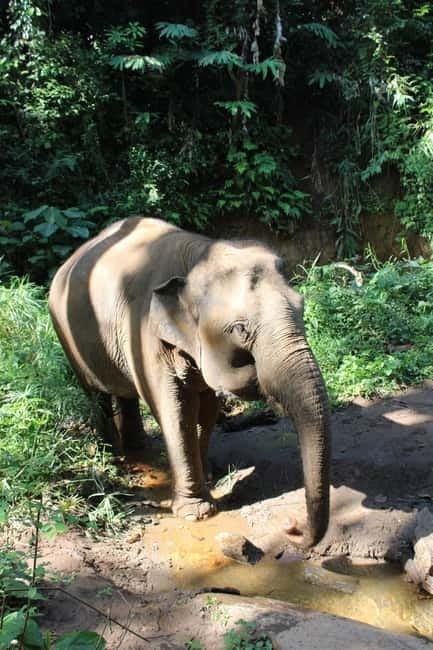 Chiang Mai: Elephants, Waterfall, and White Water Rafting - Waterfall Trek and 40-Minute Cooling Dip in the Mountain Water