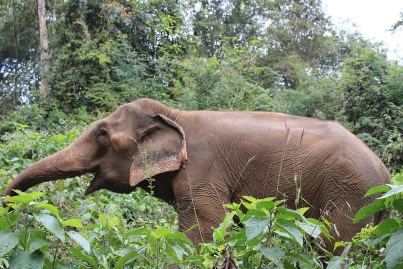 Chiang Mai: Elephants, Waterfall, and White Water Rafting - Price and Value: Does $77 Make Sense Here?