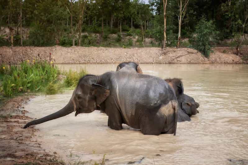 Chiang Mai: Ethical Elephant Encounter Feeding Program - Key points worth knowing before you go