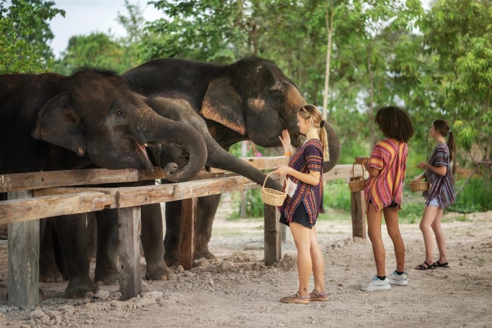 Chiang Mai: Ethical Elephant Encounter Feeding Program - Beyond feeding: education rooms, arts-and-crafts, and photo help