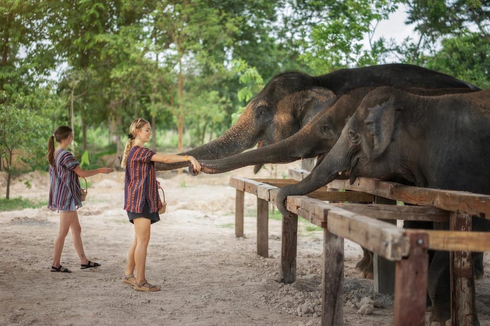 Chiang Mai: Ethical Elephant Encounter Feeding Program - Price and value: why $22 can make sense here