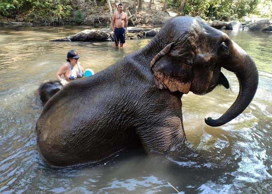 Chiang Mai : Ethical Elephant Sanctuary and ATV Adventure - Price and logistics: worth $93 if you like a packed day