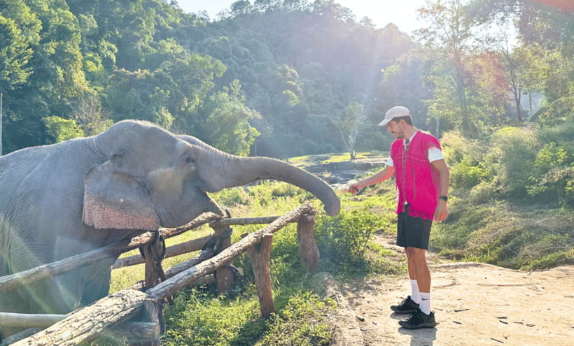 Chiang Mai: Ethical Half Day Elephant Sanctuary & Waterfall - Watching elephants forage: walking with their pace, not yours