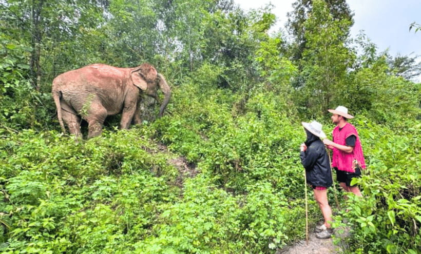 Chiang Mai: Ethical Half Day Elephant Sanctuary & Waterfall - Waterfall time with herbal tea: no elephant bathing, pure downtime