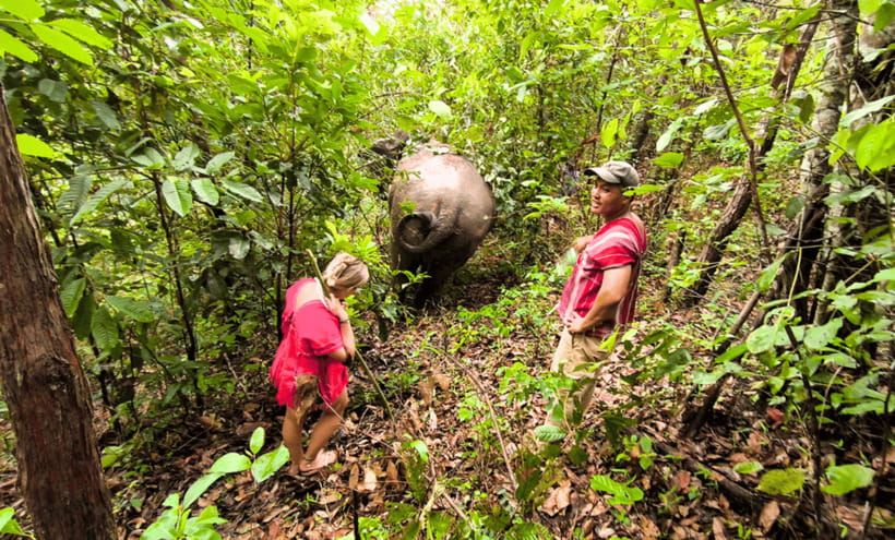 Chiang Mai: Ethical Half Day Elephant Sanctuary & Waterfall - Who this experience is best for (and who should skip it)
