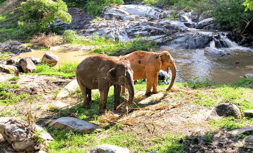 Chiang Mai: Ethical Half Day Elephant Sanctuary & Waterfall - Getting there: the long-ish van ride that pays off