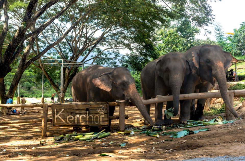 Chiang Mai: Full-Day Kerchor Elephant Eco Park Tour & Trek - Price and value: is $57 really worth an 8-hour day?