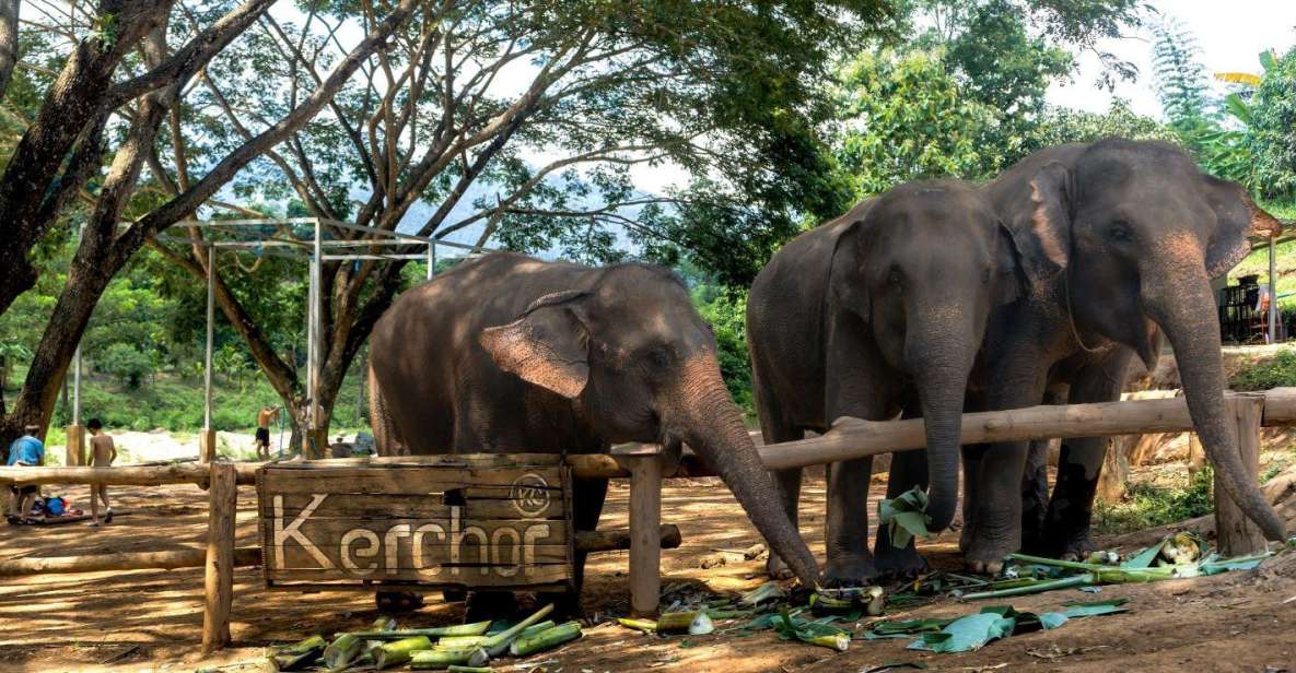 Chiang Mai: Full-Day Kerchor Elephant Eco Park Tour & Trek - Bath time in the river: close-up, not forced