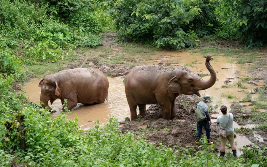 Chiang Mai Half-Day Adventure: River Tubing & Waterfall - Overnight Option 2: Cabin Comfort in the Forest (Plus Villa Upgrade)