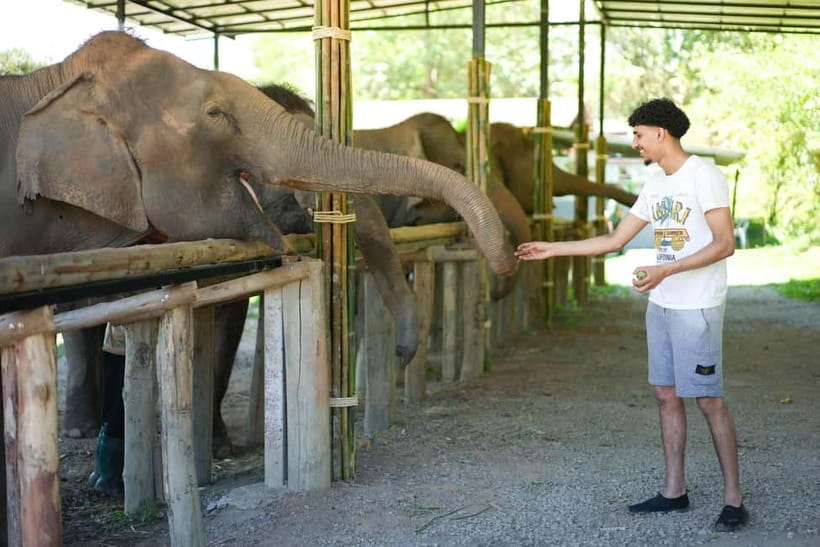 Chiang Mai: Jungle Jumbo Elephant Sanctuary with Waterfall - Key highlights worth your attention