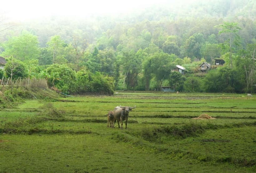 Chiang Mai: Jungle Jumbo Elephant Sanctuary with Waterfall - What to do before you go: your packing list in plain language