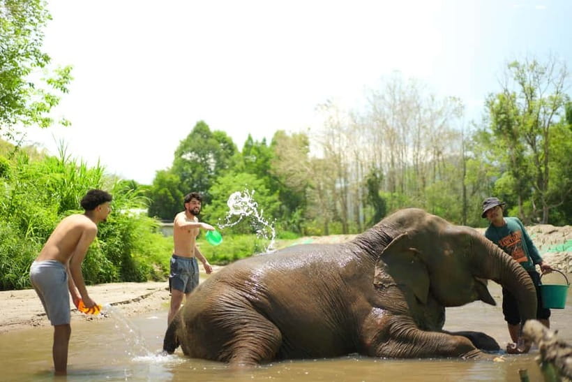 Chiang Mai: Jungle Jumbo Elephant Sanctuary with Waterfall - Should you book this Chiang Mai jungle + elephants + waterfall tour?
