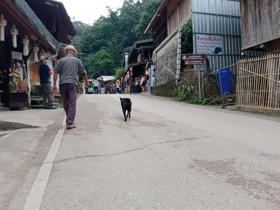 Chiang Mai: Mae Kampong Village, Hot Springs & Bor Sang Tour - Getting Picked Up, Staying Comfortable, and Dropping Back by 17:00