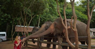 Chiang Mai: National Elephant Care, Rafting, & Ziplines Trip - National Elephant Care at Mae Wang: what you actually learn