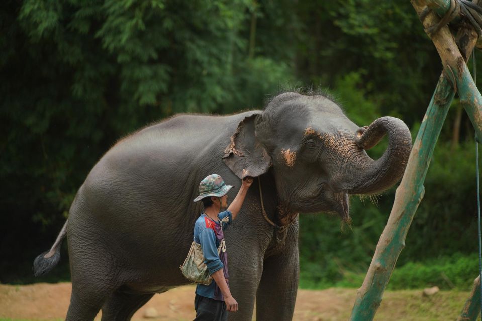Chiang Mai: National Elephant Care, Rafting, & Ziplines Trip - Price and what you’re really paying for