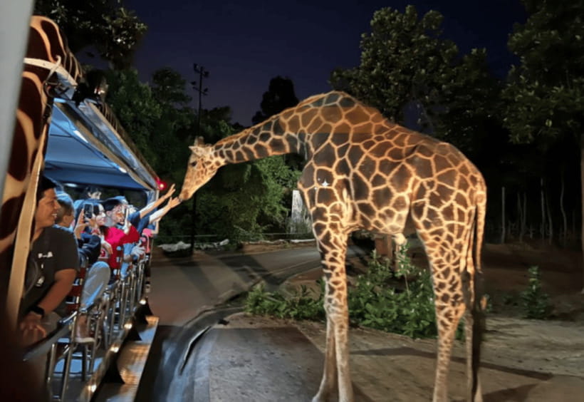 Chiang Mai: Night Safari Ticket with Transfer - Key Things You Should Know Before You Go
