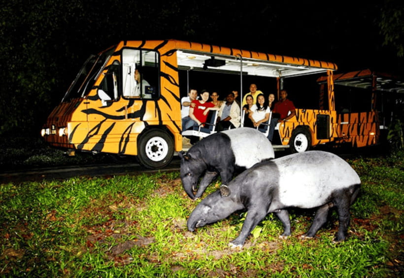 Chiang Mai: Night Safari Ticket with Transfer - Predator Prowl and Jaguar Trail: lions, tigers, hyenas, and the reality of night