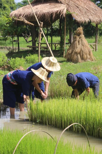 Chiang Mai: Thai Buffalo and Rice Planting Experience - Key things to know before you go