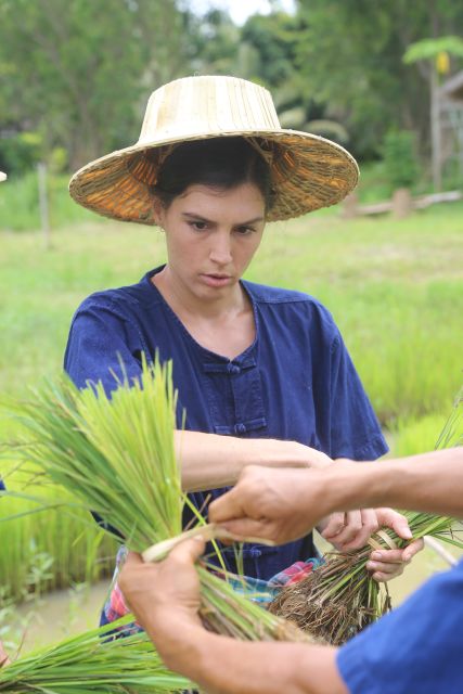 Chiang Mai: Thai Buffalo and Rice Planting Experience - Price and Value: What $57 Really Covers