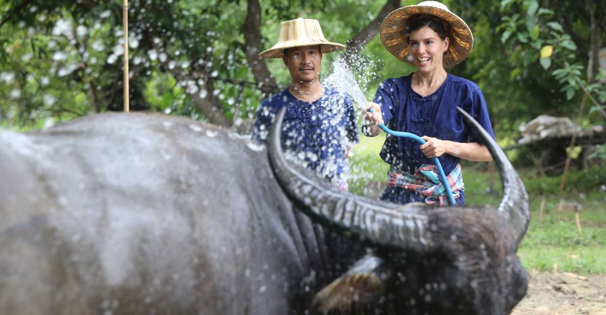 Chiang Mai: Thai Buffalo and Rice Planting Experience - Feeding Riam Thai Buffalo: Grass First, Then Animal Care