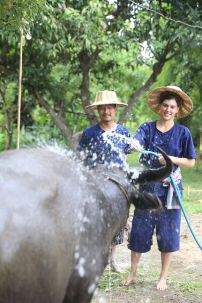 Chiang Mai: Thai Buffalo and Rice Planting Experience - Getting There and Settling In at Hang Tueng Farmstay