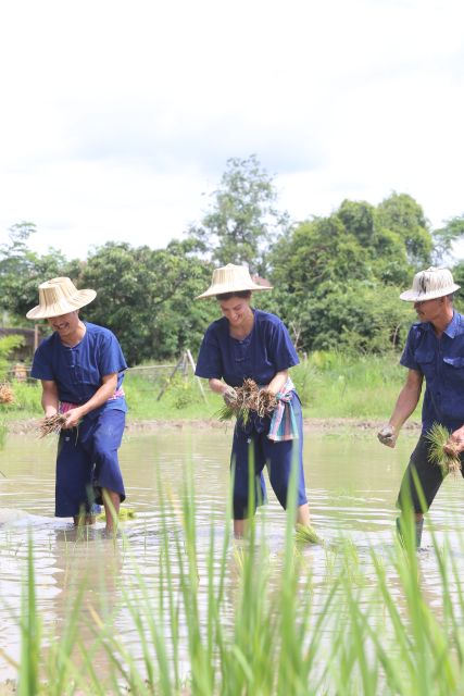 Chiang Mai: Thai Buffalo and Rice Planting Experience - Group Size, Timing, and Why 150 Minutes Can Feel Just Right