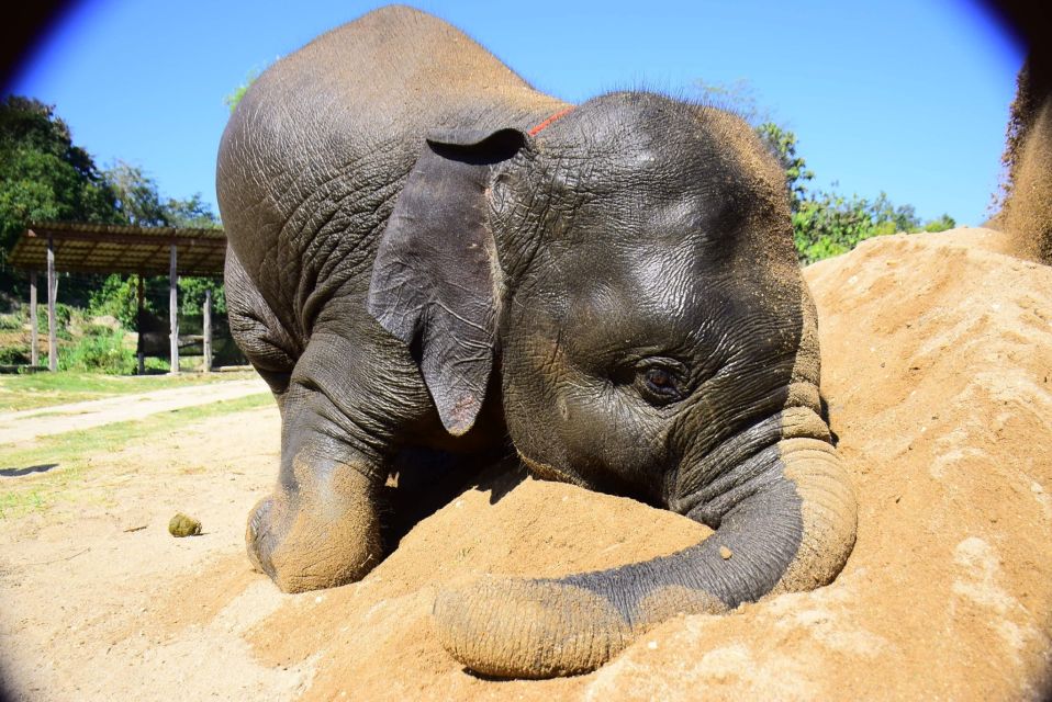 From Chiang Mai: Elephant Care Program and Nursery Tour - Elephant Care Education: Watching First, Then Helping