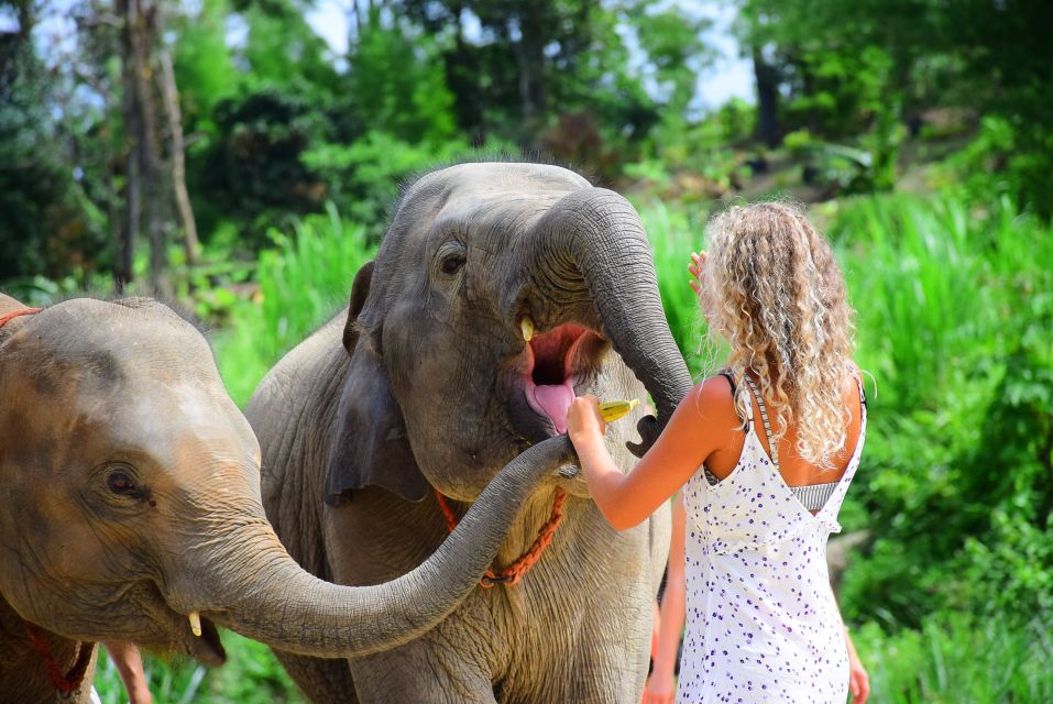 From Chiang Mai: Elephant Care Program and Nursery Tour - The Mud Pool, Sand Spa, and Elephant Bath: Yes, It Gets Messy