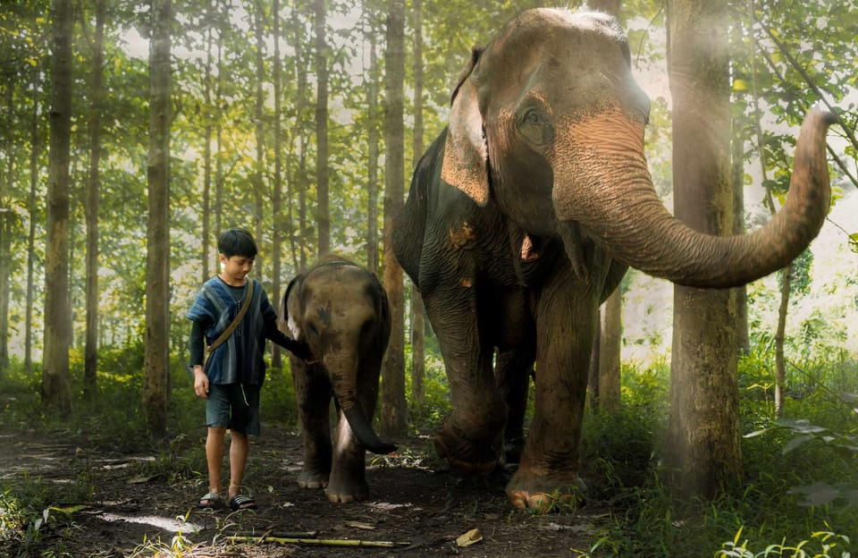 From Chiang Mai: Kerchor Eco Elephant Park Tour - Feeding and meeting the elephants: close contact without the gimmicks