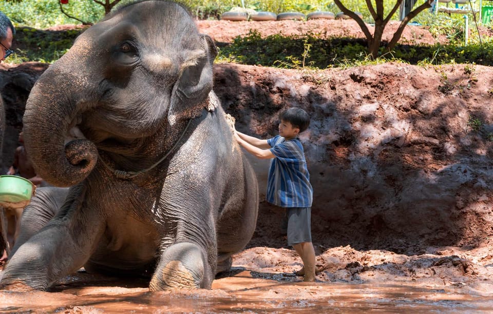 From Chiang Mai: Kerchor Eco Elephant Park Tour - Mud-bathing and river bathing: the part that turns into a memory