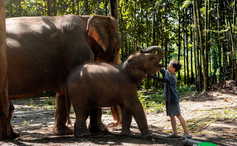 From Chiang Mai: Kerchor Eco Elephant Park Tour - Price and value: what you’re paying for at about $48