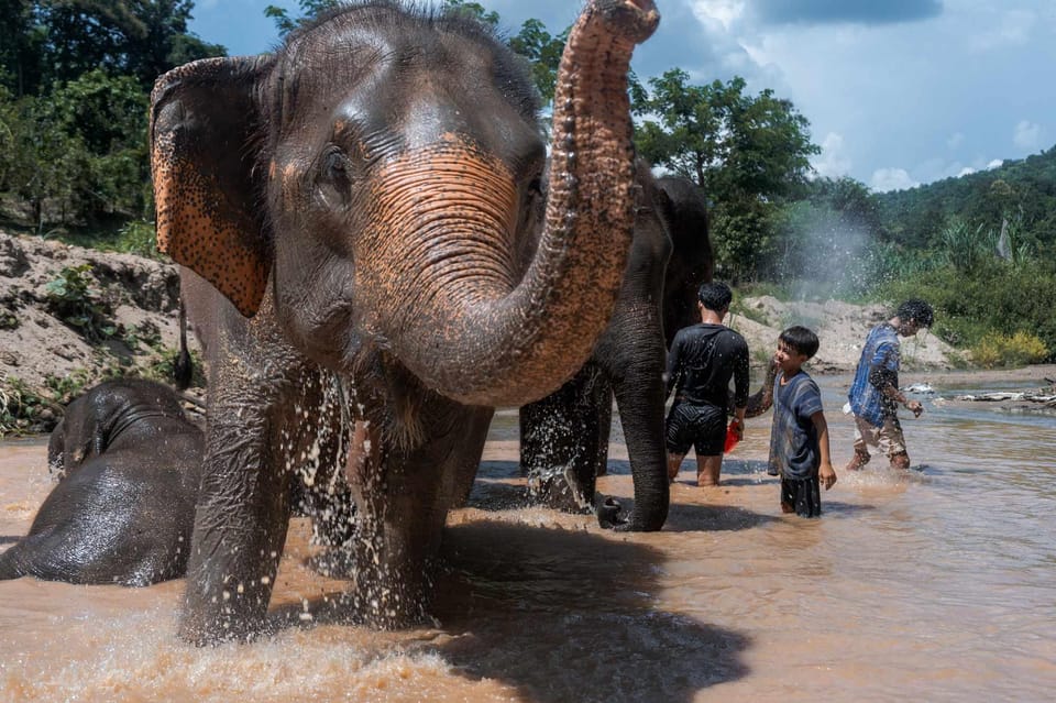 From Chiang Mai: Kerchor Eco Elephant Park Tour - Who should book this Kerchor elephant eco tour, and who should rethink it