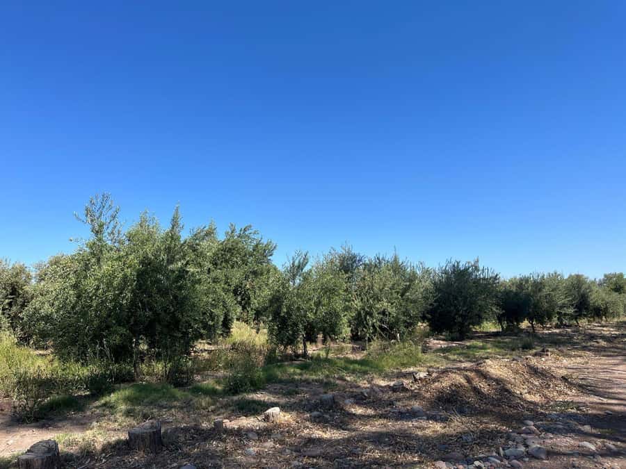 From Mendoza: 3 Wineries, Olive Oil Factory Tour & Tasting - Why Maipú Works So Well for This 2–8 p.m. Plan