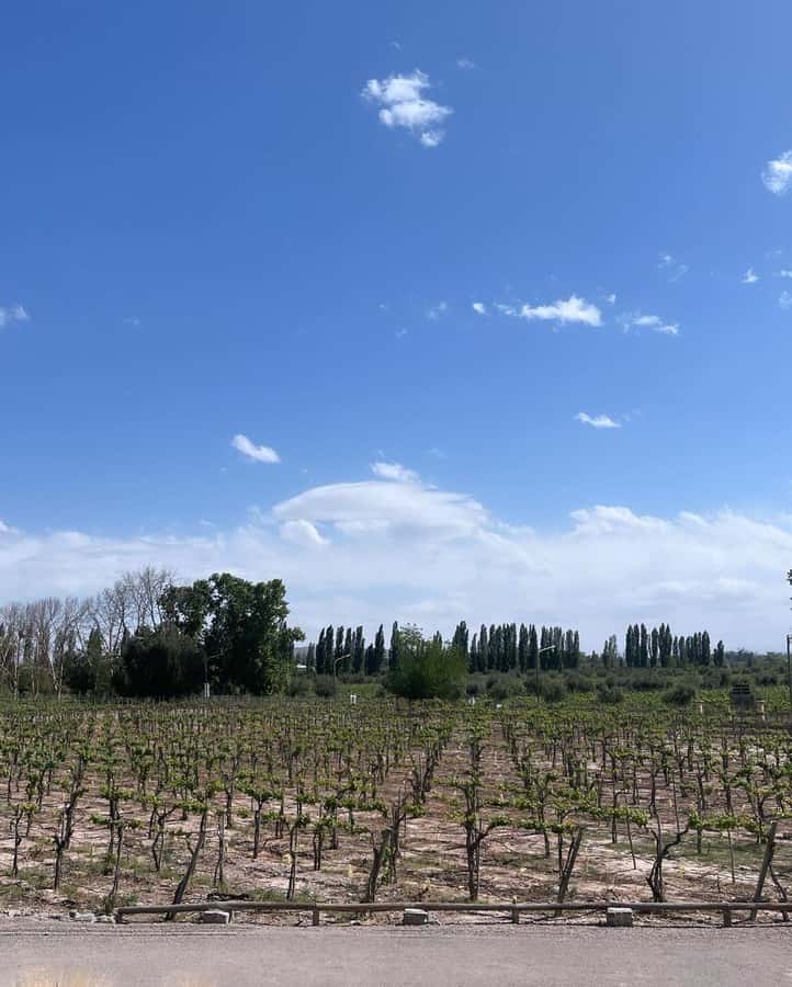 From Mendoza: 3 Wineries, Olive Oil Factory Tour & Tasting - Getting Picked Up in Mendoza City (and How to Not Lose Time)