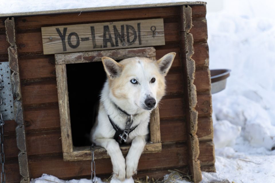 From Tromsø: Fun and Easy Dog Sledding Adventure - Key Things to Know Before You Go