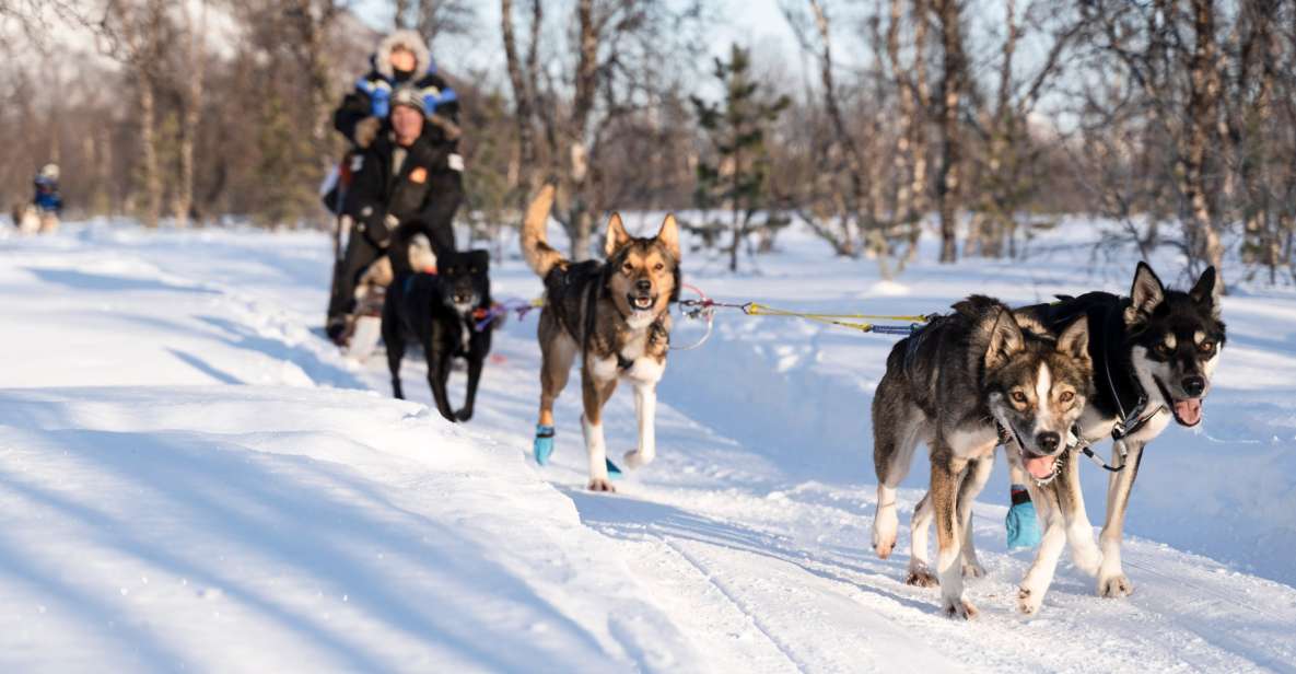 From Tromsø: Fun and Easy Dog Sledding Adventure - From Tromsø Harbor to Breivikeidet: The Easy Way Out of Town