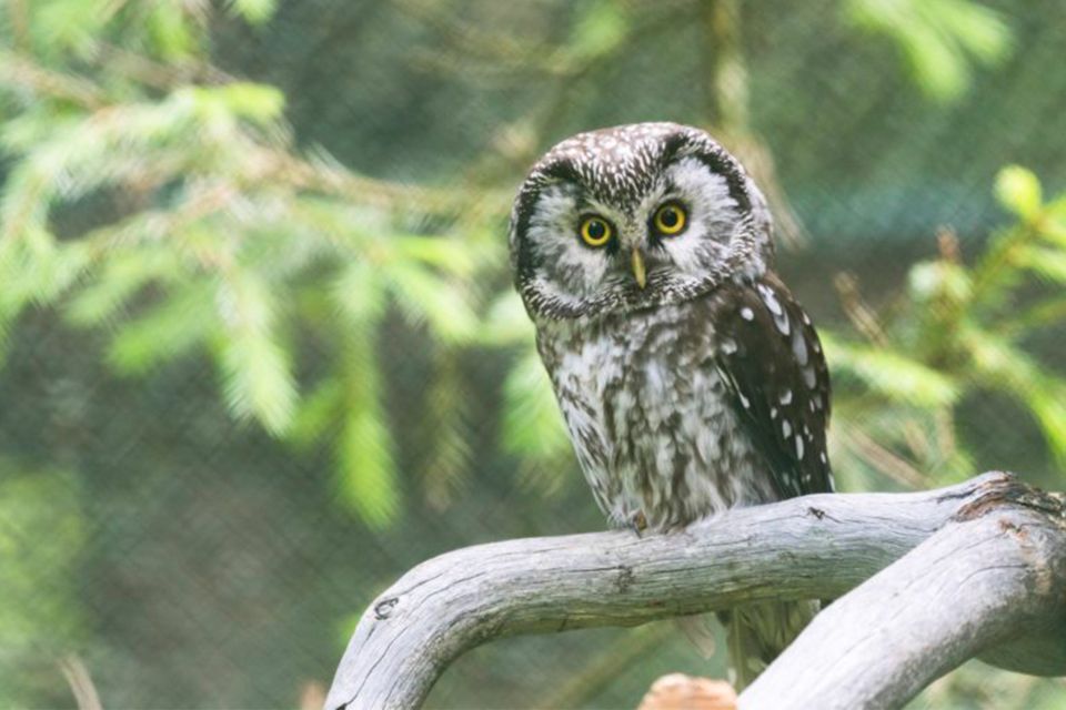 Rovaniemi: Ranua Zoo Entry Ticket w/ Walking Tour and Lunch - Who this fits best (and who should skip it)