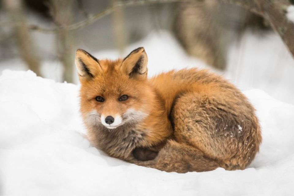 Rovaniemi: Ranua Zoo Entry Ticket w/ Walking Tour and Lunch - Lunch inside the zoo restaurant: included, but know what to expect