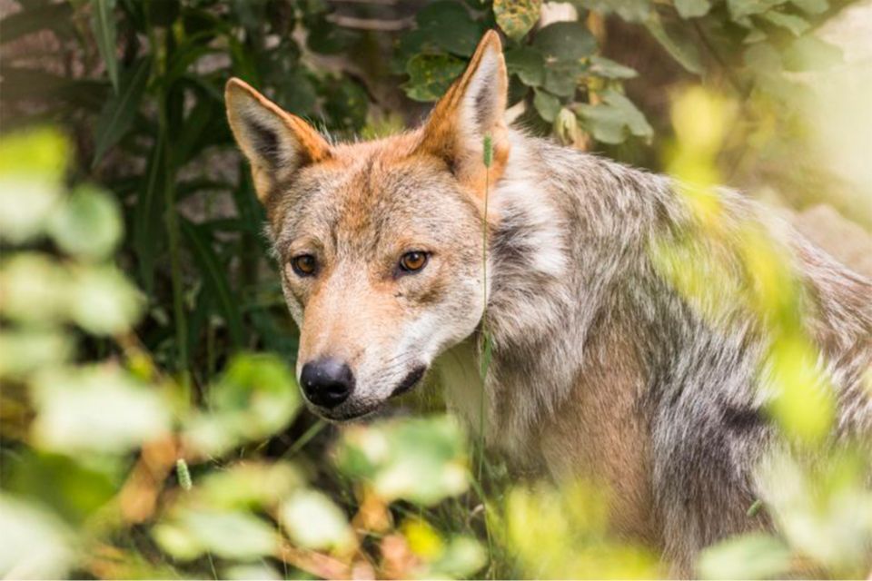 Rovaniemi: Ranua Zoo Entry Ticket w/ Walking Tour and Lunch - Value check: why this $146 price can make sense in Lapland