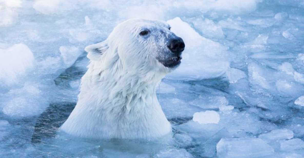 Rovaniemi: Ranua Zoo Entry Ticket w/ Walking Tour and Lunch - Weather and animal visibility: the real game plan