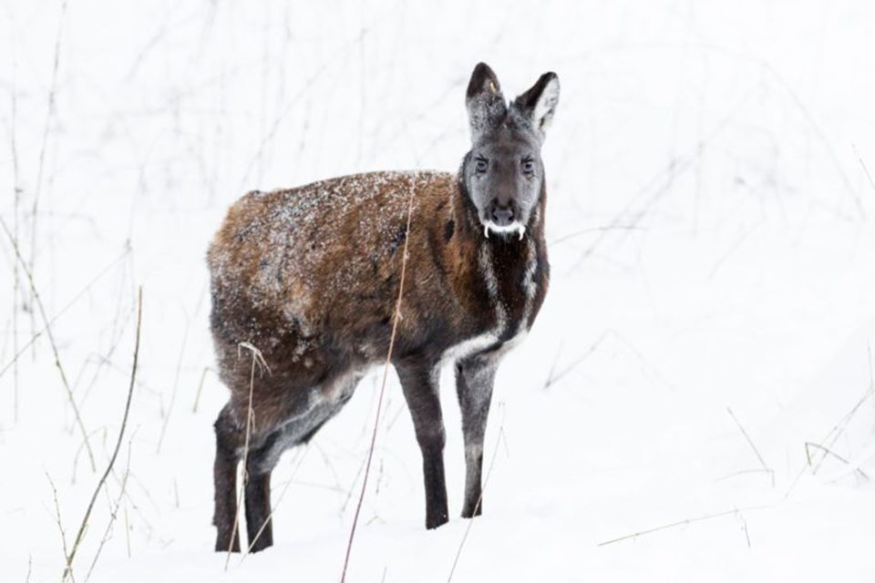 Rovaniemi: Ranua Zoo Entry Ticket w/ Walking Tour and Lunch - Getting there from Rovaniemi: hotel pickup that saves your energy