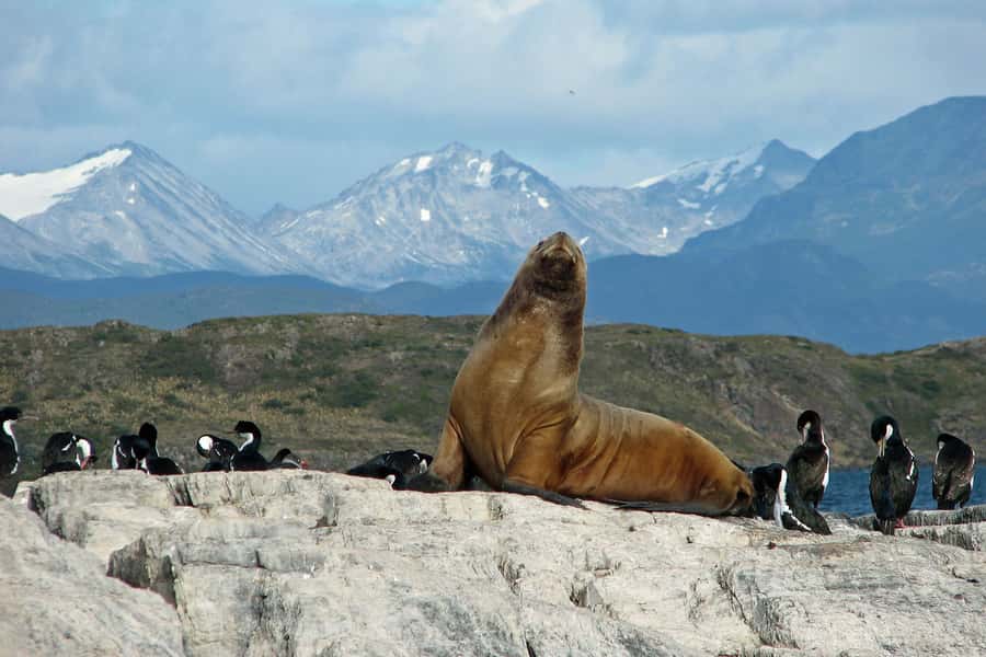 Ushuaia: Beagle Channel, Seal Island & Bridges Islands Tour - Should you book this Beagle Channel tour?