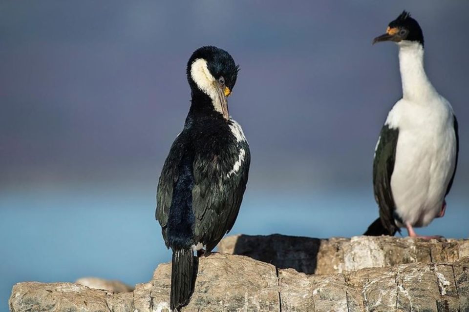 Ushuaia: Beagle Channel, Seal Island & Bridges Islands Tour - Price and logistics: is $88 worth a 3-hour wildlife cruise?