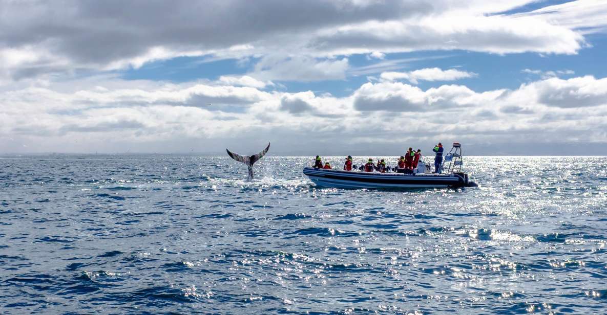 Whale Watching in Reykjavik by Speedboat - Who should skip it (or consider alternatives)